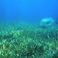 Pastos Marinos. Tras las Huellas de la Naturaleza. Biología