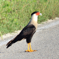 Adivina adivinador que ave canta hoy: Caracara. Biología. Tras las Huellas de la Naturaleza.