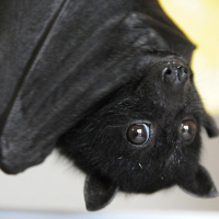 Tras Las Huellas de la Naturaleza. Conociendo a los Murciélagos.