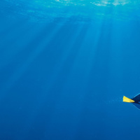 S1 Ep14: Finding Dory