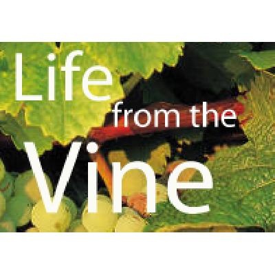 life From The Vine Bible Class
