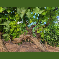 The Sacred 6: La Rioja  Castilla y Leon