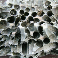 Ocean Lovin 2021 - Shipworms