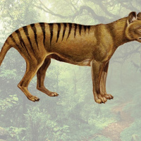 The Thylacine is BACK!?