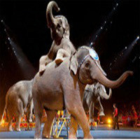Prohibición de Circos con Animales, con Nino Canún.