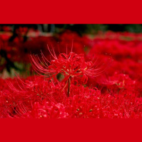 【朗诵】《慈经》-倒吊男