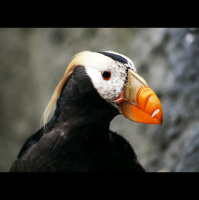 动物_极地 海鹦 puffin