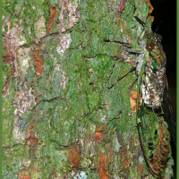 动物_昆虫 蝉 cicada