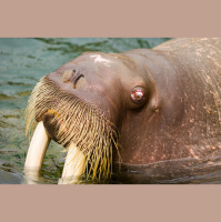 动物_极地 海象 walrus