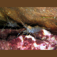 食物_西班牙 虾 shrimps