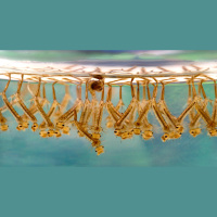 动物_昆虫 蚊子 mosquito