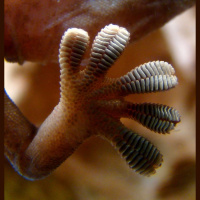 动物_宠物 壁虎 gecko