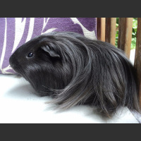 动物_宠物 豚鼠 guinea pig