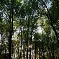 RAF062: Adductor and Abductor