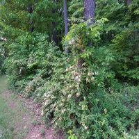 RAF071: Dieticians, Rabbits, and an Original Song