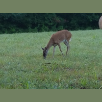 RAF084: Diet Innovation