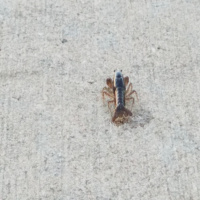 RAF070: A New Strategy