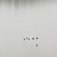 RAF052: Scales, Swedes, and Millions from China