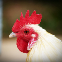 Trademark Lessons Learned From a Red Hen