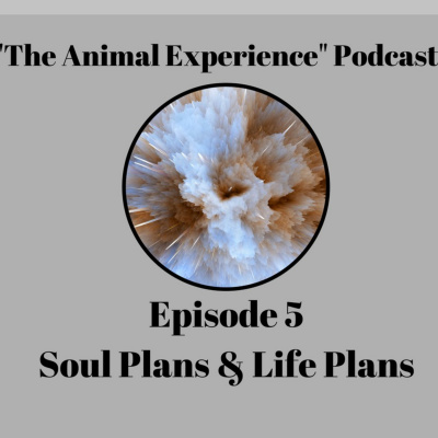 The Animal Experience