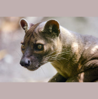 Episode 182: Fossa Fun