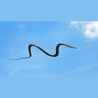 Episode 281: Taking Flight w/the Paradise Tree Snake