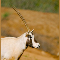 Episode 331: Arabian Oryx Back from the Brink