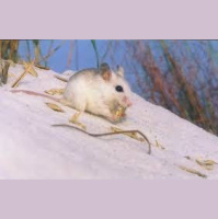 Episode 48: Key Mice, Key to a Healthy Ecosystem