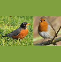 Episode 164: Robins Round the World