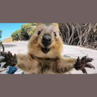 Episode 194: Cute, Quirky, Quokkas