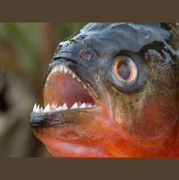 Episode 189: Poco Loco Piranhas