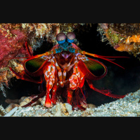 Episode 286: Mind Blown w/ Mantis Shrimp