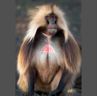 Episode 364: Exploring Gelada Monkeys