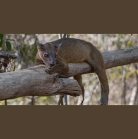 Episode 350: Fossa Conservation w/Brittany Behler