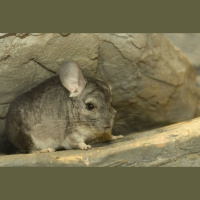 Episode 150: Charming Chinchillas