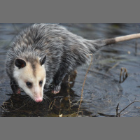 Episode 169: Awesome O-Possum