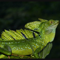 Episode 273: Water Walking Wonders, the Basilisks