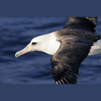 Episode 174: Albatross Are Amazing