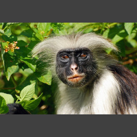 Episode 324:Red Colobus Collapsing