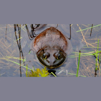Episode 335: The Giant Goliath Frog