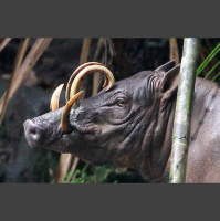 Episode 283: Ba Ba Ba...Babirusa