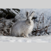 Episode 258: Survivalist, The Snowshoe Hare