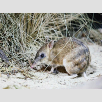 Episode 282: Crashin’ w/Bandicoots