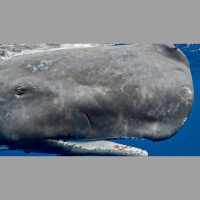 Episode 172: Sperm Whales Reign Supreme