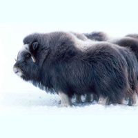 Mighty Musk Ox