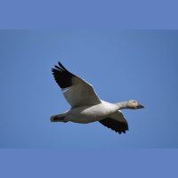 Episode 260: An Avalanche of Snow Geese