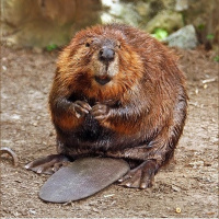 Episode 161: Beavers are Busy