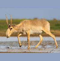 Saigas Straight From Seuss