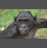 Episode 361: Bonobos are Back
