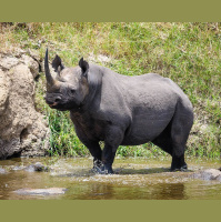 Episode 357: Black Rhinos Rebounding